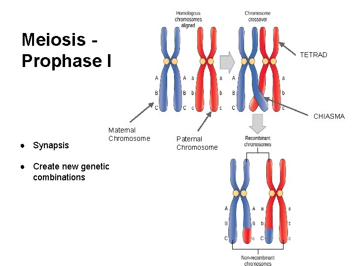 Meiosis Prophase I TETRAD CHIASMA ● Synapsis Maternal Chromosome ● Create new genetic combinations