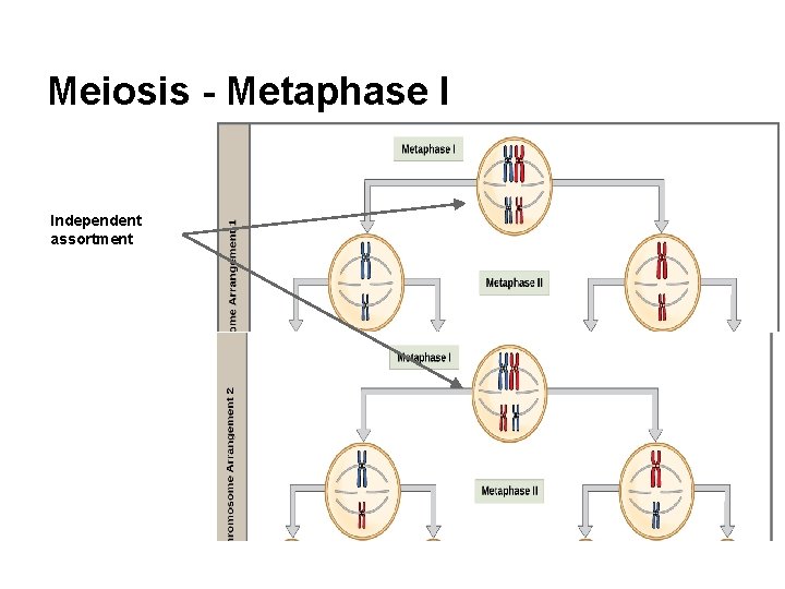Meiosis - Metaphase I Independent assortment 