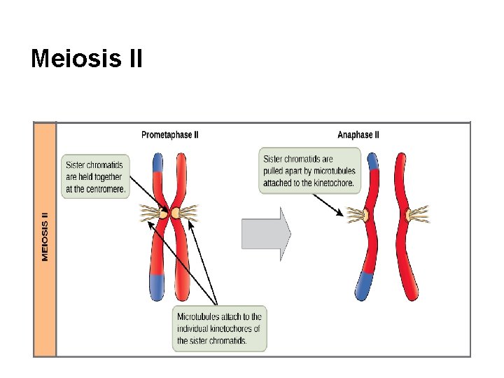 Meiosis II 