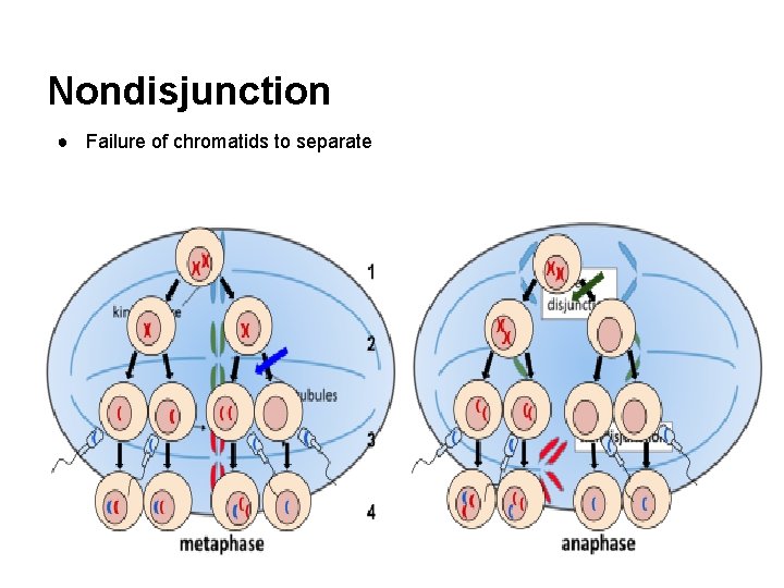 Nondisjunction ● Failure of chromatids to separate 