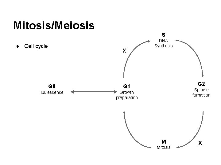 Mitosis/Meiosis S ● Cell cycle X G 0 G 1 Quiescence Growth preparation DNA