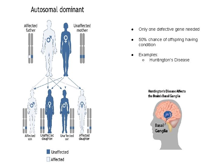 ● Only one defective gene needed ● 50% chance of offspring having condition ●