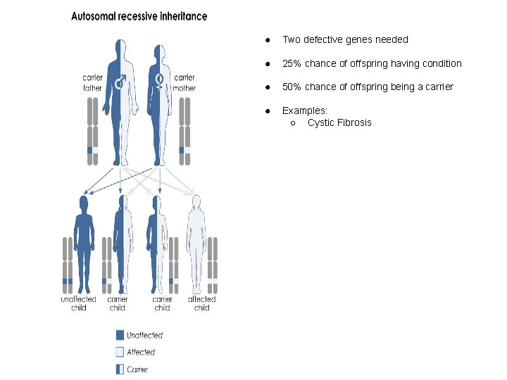 ● Two defective genes needed ● 25% chance of offspring having condition ● 50%