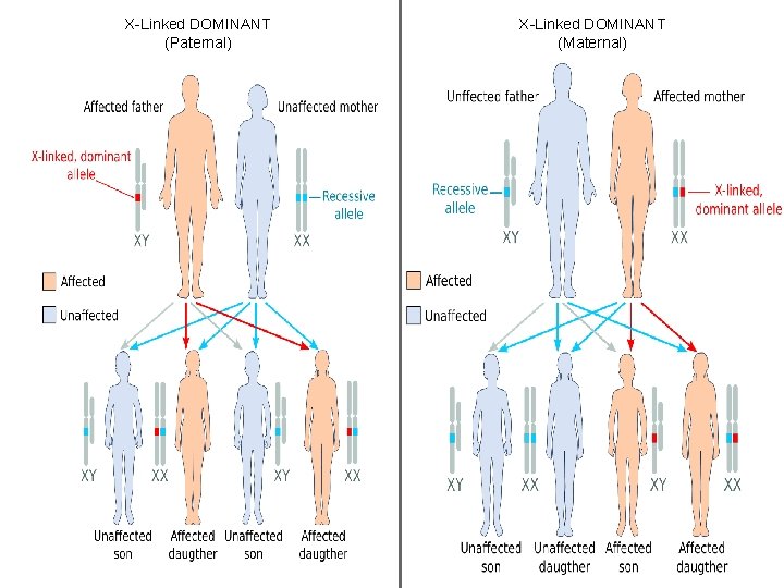 X-Linked DOMINANT (Paternal) X-Linked DOMINANT (Maternal) 