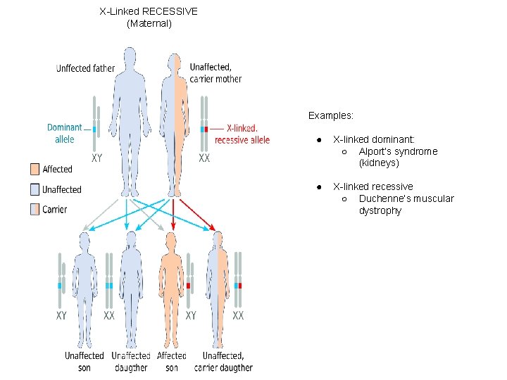 X-Linked RECESSIVE (Maternal) Examples: ● X-linked dominant: ○ Alport’s syndrome (kidneys) ● X-linked recessive