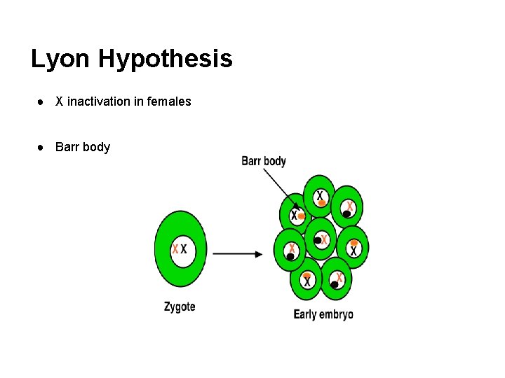 Lyon Hypothesis ● X inactivation in females ● Barr body 