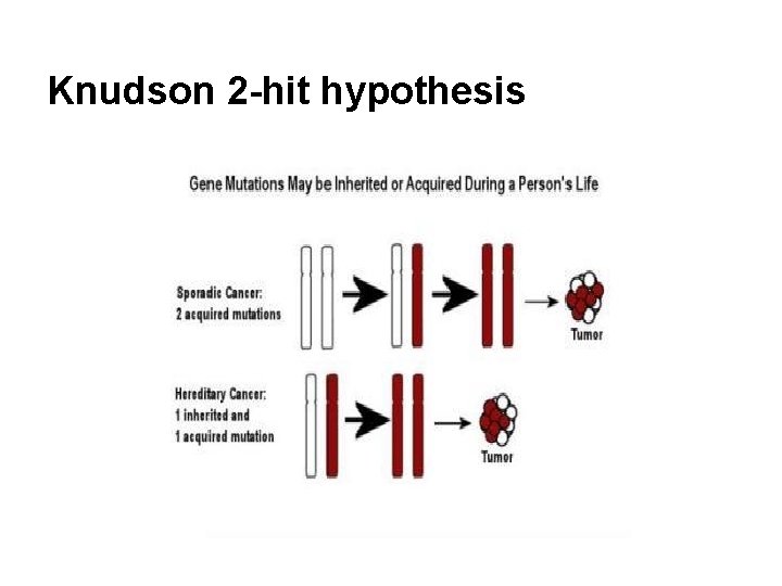 Knudson 2 -hit hypothesis 