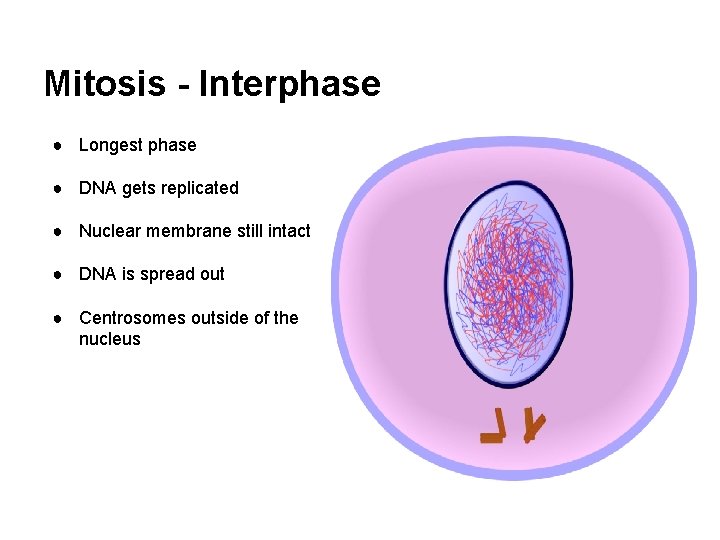 Mitosis - Interphase ● Longest phase ● DNA gets replicated ● Nuclear membrane still