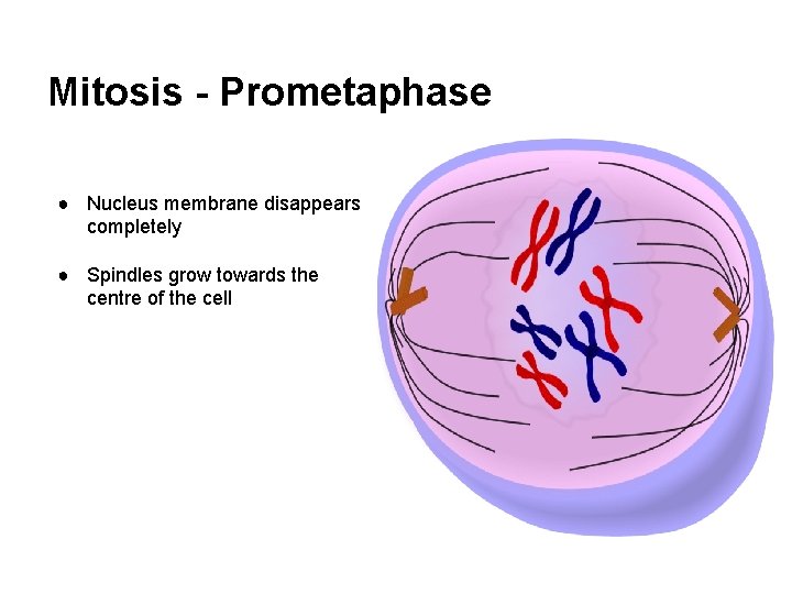 Mitosis - Prometaphase ● Nucleus membrane disappears completely ● Spindles grow towards the centre