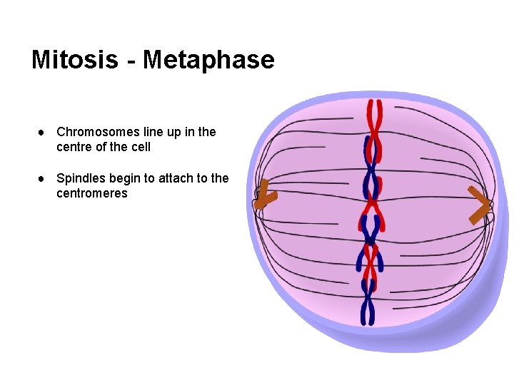 Mitosis - Metaphase ● Chromosomes line up in the centre of the cell ●