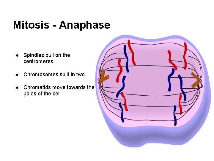 Mitosis - Anaphase ● Spindles pull on the centromeres ● Chromosomes split in two
