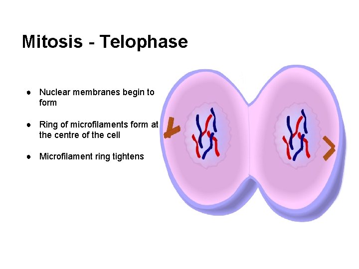 Mitosis - Telophase ● Nuclear membranes begin to form ● Ring of microfilaments form