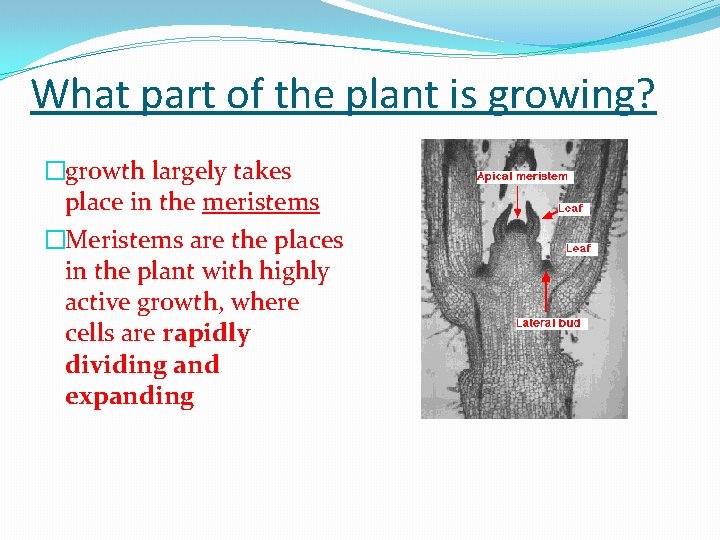 What part of the plant is growing? �growth largely takes place in the meristems
