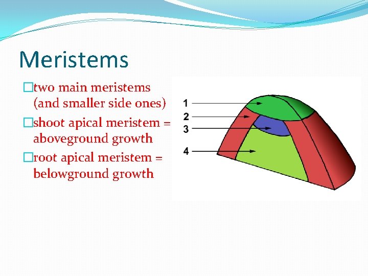 Meristems �two main meristems (and smaller side ones) �shoot apical meristem = aboveground growth