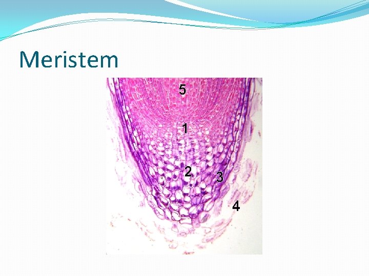 Meristem 