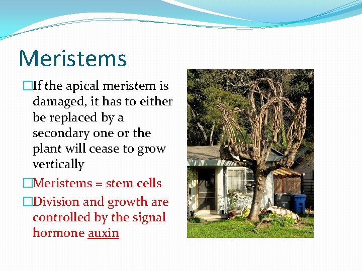 Meristems �If the apical meristem is damaged, it has to either be replaced by