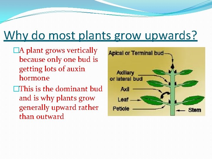 Why do most plants grow upwards? �A plant grows vertically because only one bud