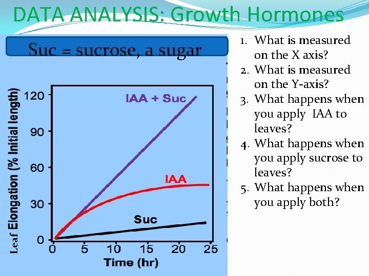 DATA ANALYSIS: Growth Hormones Suc = sucrose, a sugar Leaf �Chart 1. What is