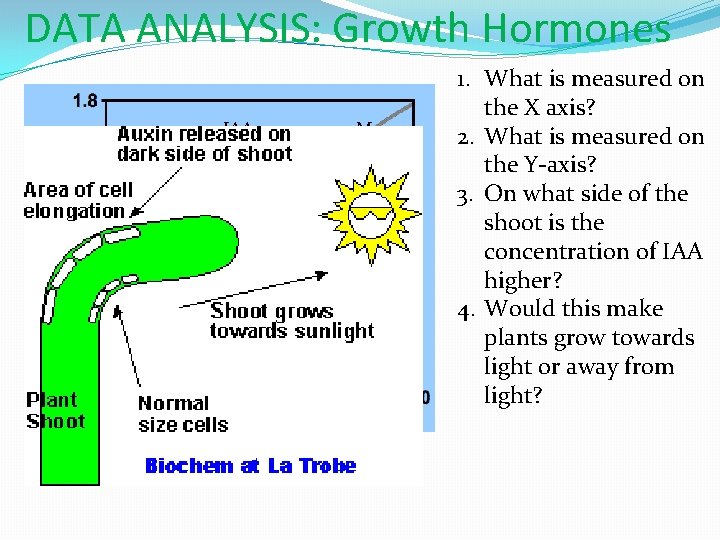 DATA ANALYSIS: Growth Hormones IAA conc. = 25 m. M �Chart 1. IAA conc.