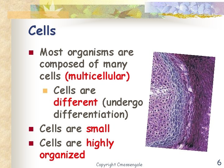 Cells n n n Most organisms are composed of many cells (multicellular) n Cells