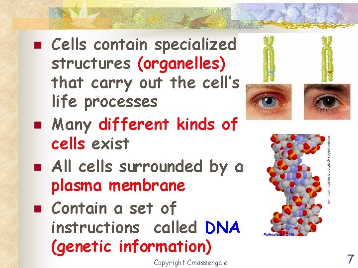 n n Cells contain specialized structures (organelles) that carry out the cell’s life processes