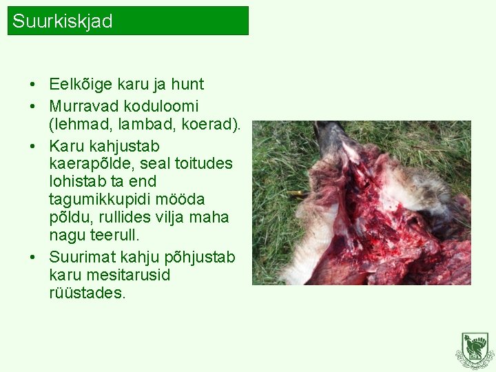 Suurkiskjad • Eelkõige karu ja hunt • Murravad koduloomi (lehmad, lambad, koerad). • Karu