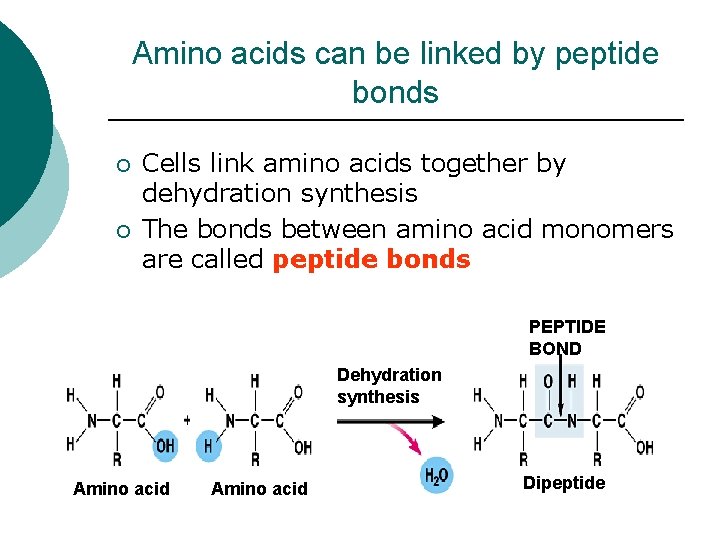 Amino acids can be linked by peptide bonds ¡ ¡ Cells link amino acids Amino acids can be linked by peptide bonds ¡ ¡ Cells link amino acids