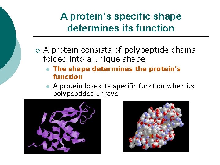 A protein’s specific shape determines its function ¡ A protein consists of polypeptide chains A protein’s specific shape determines its function ¡ A protein consists of polypeptide chains