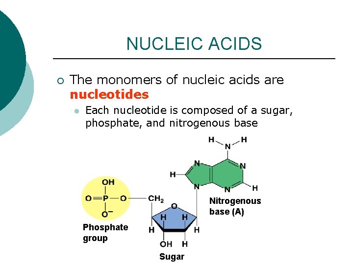 NUCLEIC ACIDS ¡ The monomers of nucleic acids are nucleotides l Each nucleotide is NUCLEIC ACIDS ¡ The monomers of nucleic acids are nucleotides l Each nucleotide is