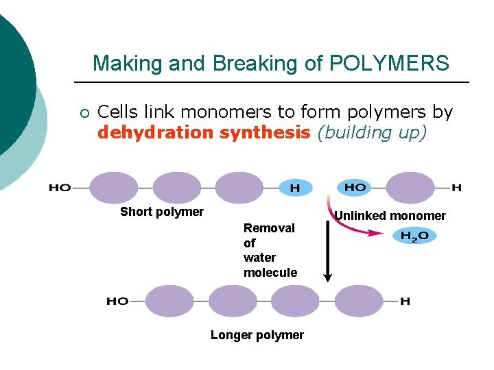 Making and Breaking of POLYMERS ¡ Cells link monomers to form polymers by dehydration Making and Breaking of POLYMERS ¡ Cells link monomers to form polymers by dehydration