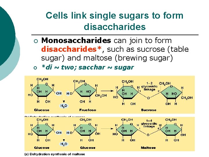 Cells link single sugars to form disaccharides ¡ ¡ Monosaccharides can join to form Cells link single sugars to form disaccharides ¡ ¡ Monosaccharides can join to form