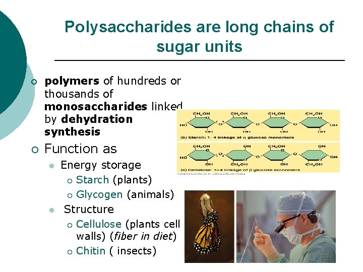 Polysaccharides are long chains of sugar units ¡ ¡ polymers of hundreds or thousands Polysaccharides are long chains of sugar units ¡ ¡ polymers of hundreds or thousands