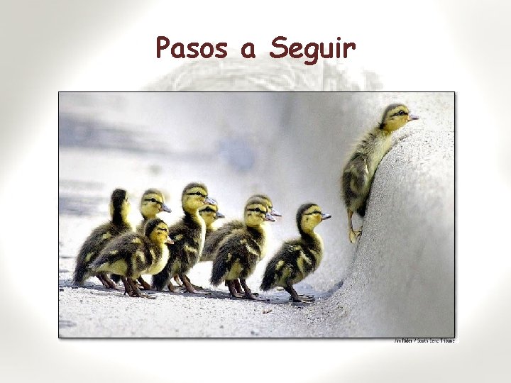 Pasos a Seguir 