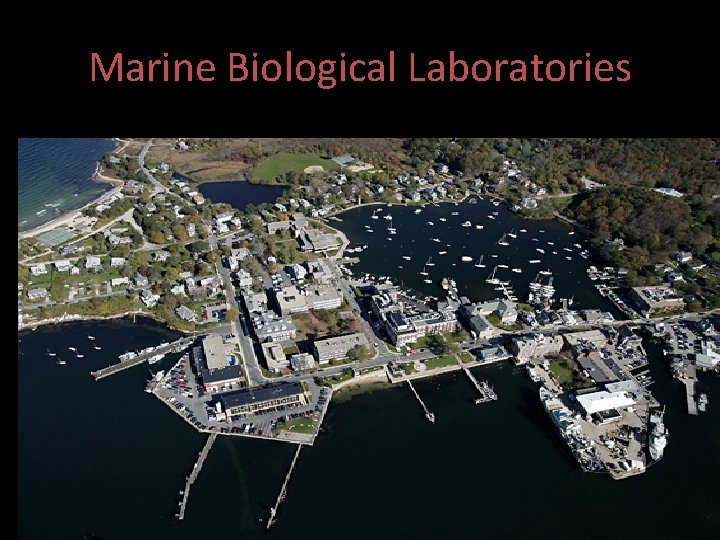 Marine Biological Laboratories • Marine Biological Laboratory at Woods Hole: Massachusetts. (1888). By Louis