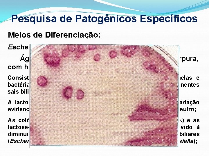 Pesquisa de Patogênicos Específicos Meios de Diferenciação: Escherichia coli; Ágar Mac Conkey (colônias vermelho-tijolo