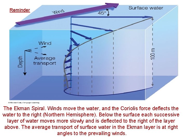 Reminder The Ekman Spiral. Winds move the water, and the Coriolis force deflects the