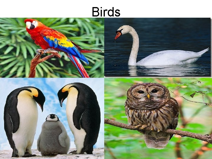 Birds 