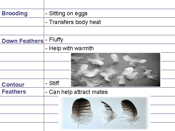 Brooding - Sitting on eggs - Transfers body heat Down Feathers - Fluffy -