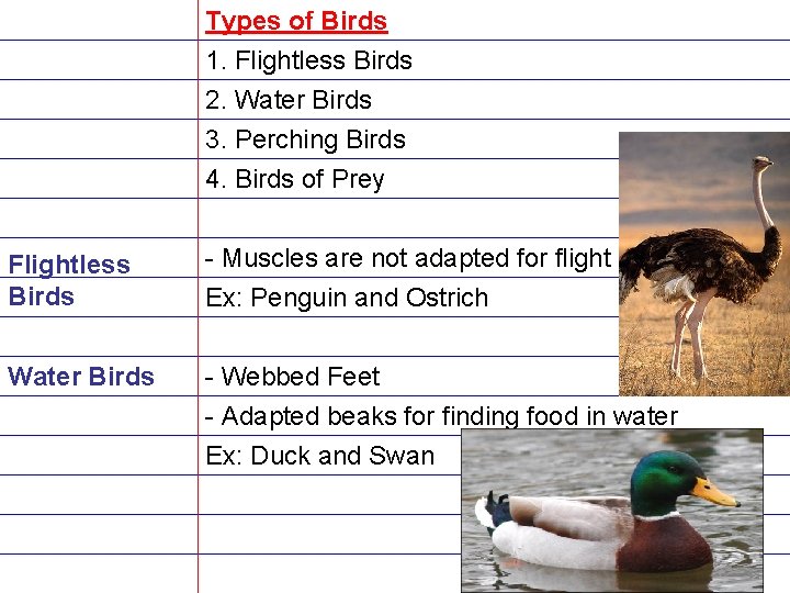 Types of Birds 1. Flightless Birds 2. Water Birds 3. Perching Birds 4. Birds