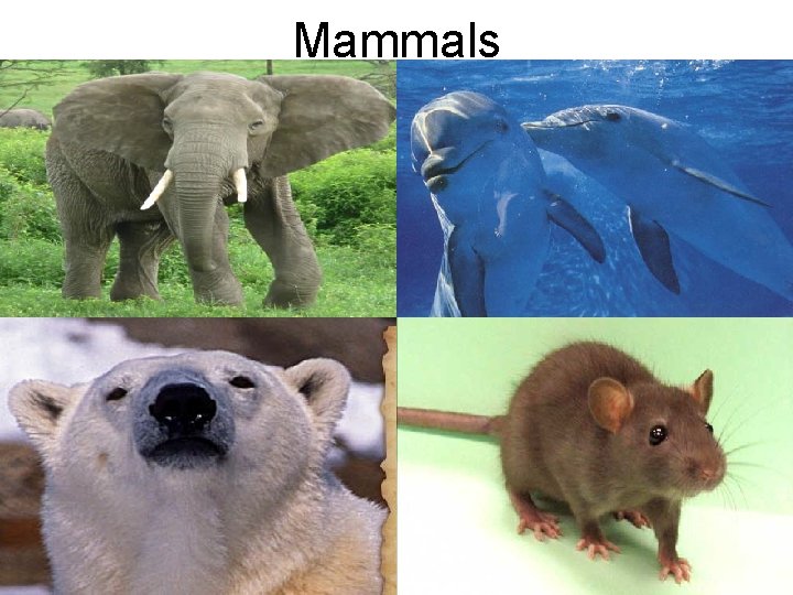 Mammals 