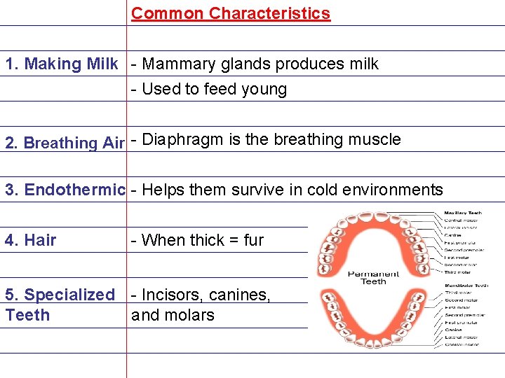 Common Characteristics 1. Making Milk - Mammary glands produces milk - Used to feed
