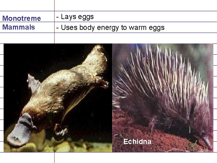 Monotreme Mammals - Lays eggs - Uses body energy to warm eggs Echidna 