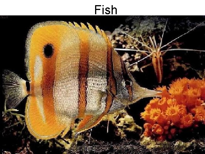 Fish 