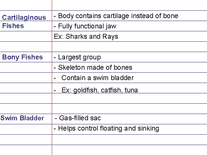 Cartilaginous Fishes - Body contains cartilage instead of bone - Fully functional jaw Ex: