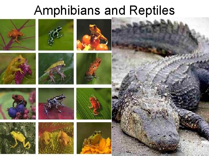 Amphibians and Reptiles 