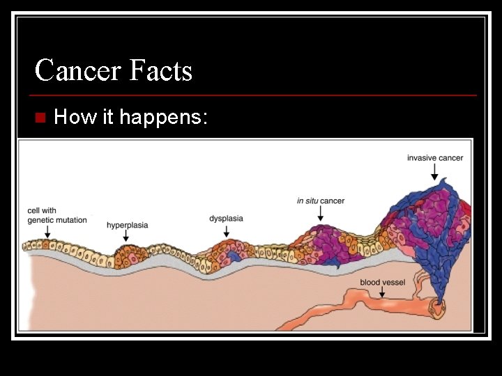 Cancer Facts n How it happens: 