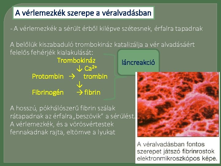 A vérlemezkék szerepe a véralvadásban - A vérlemezkék a sérült érből kilépve szétesnek, érfalra