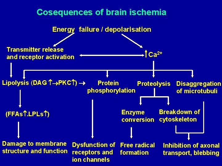 Cosequences of brain ischemia Energy failure / depolarisation Transmitter release and receptor activation Lipolysis