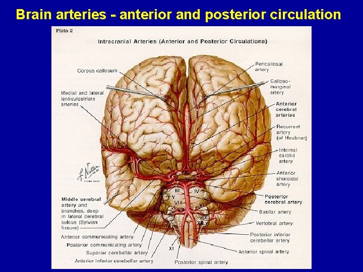 Brain arteries - anterior and posterior circulation 
