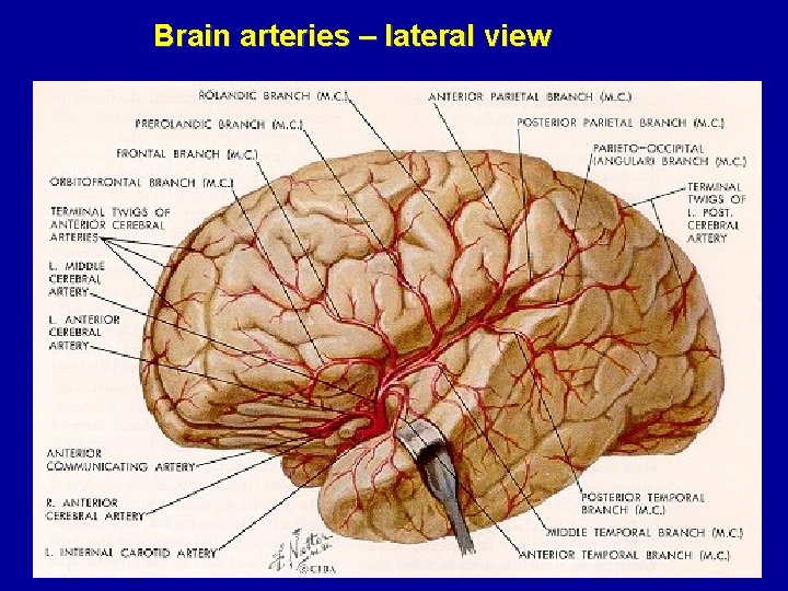 Brain arteries – lateral view 